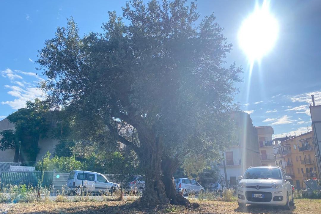 Photo of Outdoor in Santa Maria del Cedro