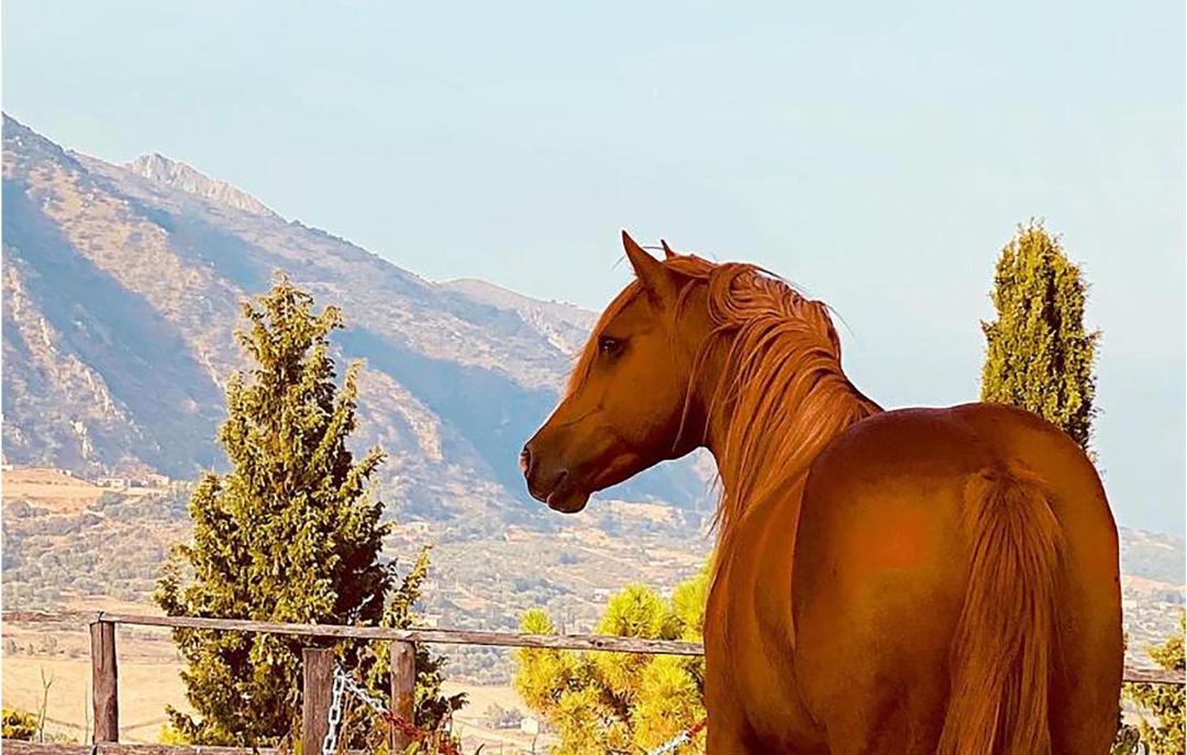 Photo of Others in Caccamo