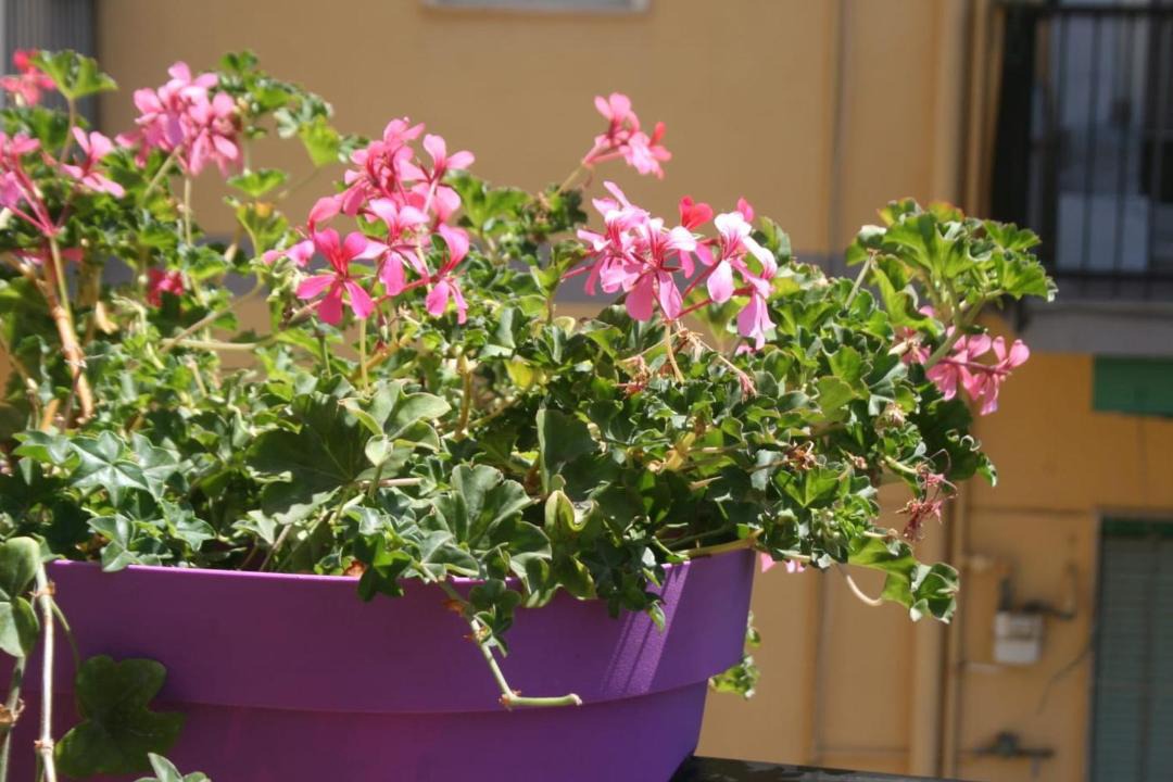 Photo of Others in Portici