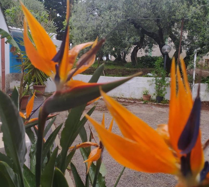 Photo of Others in Altavilla Milicia