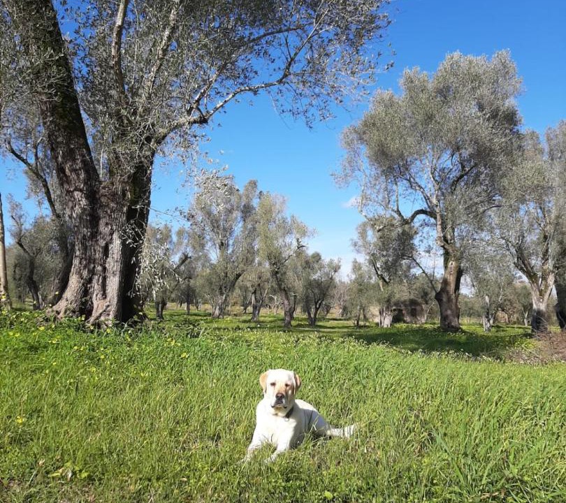 Photo of Others in Seminara
