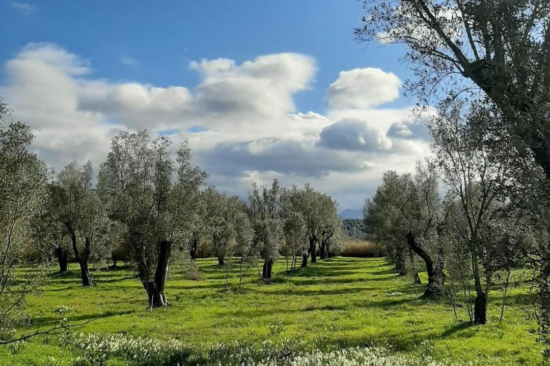 Photo of Others in Seminara