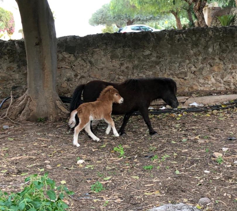 Photo of Others in Acate