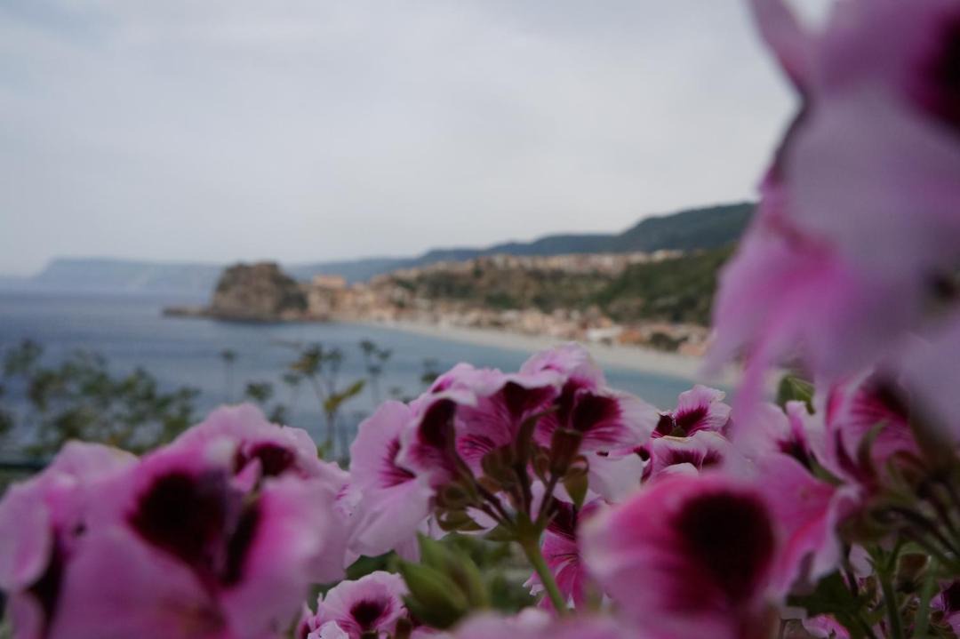 Photo of Others in Scilla