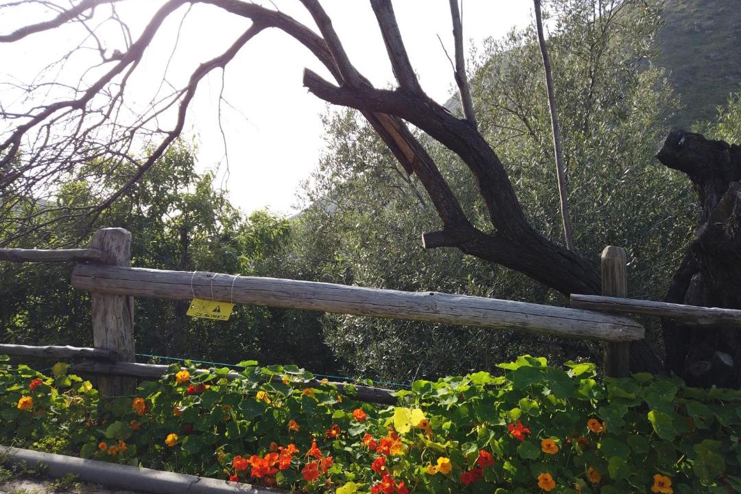 Photo of Others in Amantea