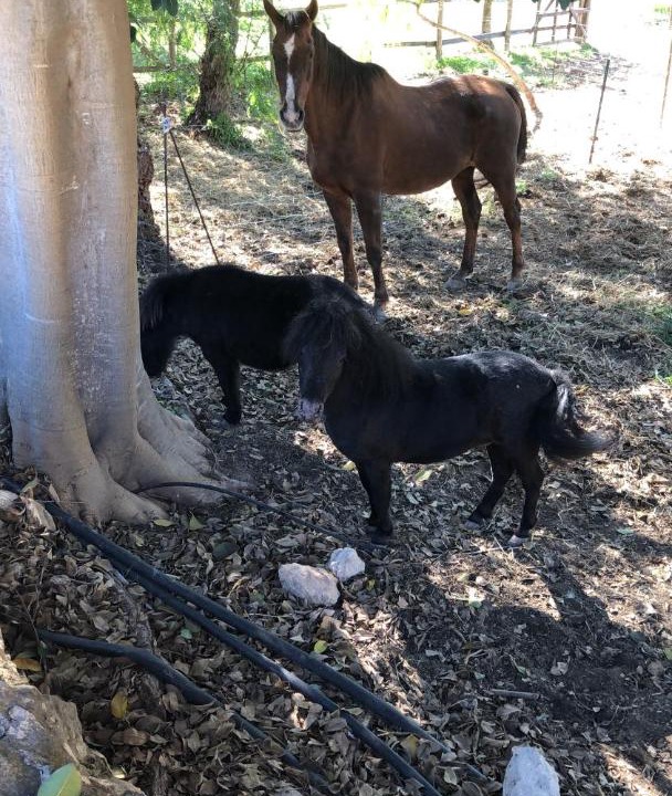 Photo of Others in Acate