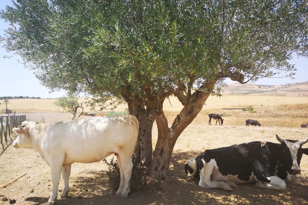 Photo of Others in Assoro