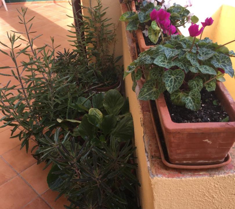 Photo of Others in Lacco Ameno