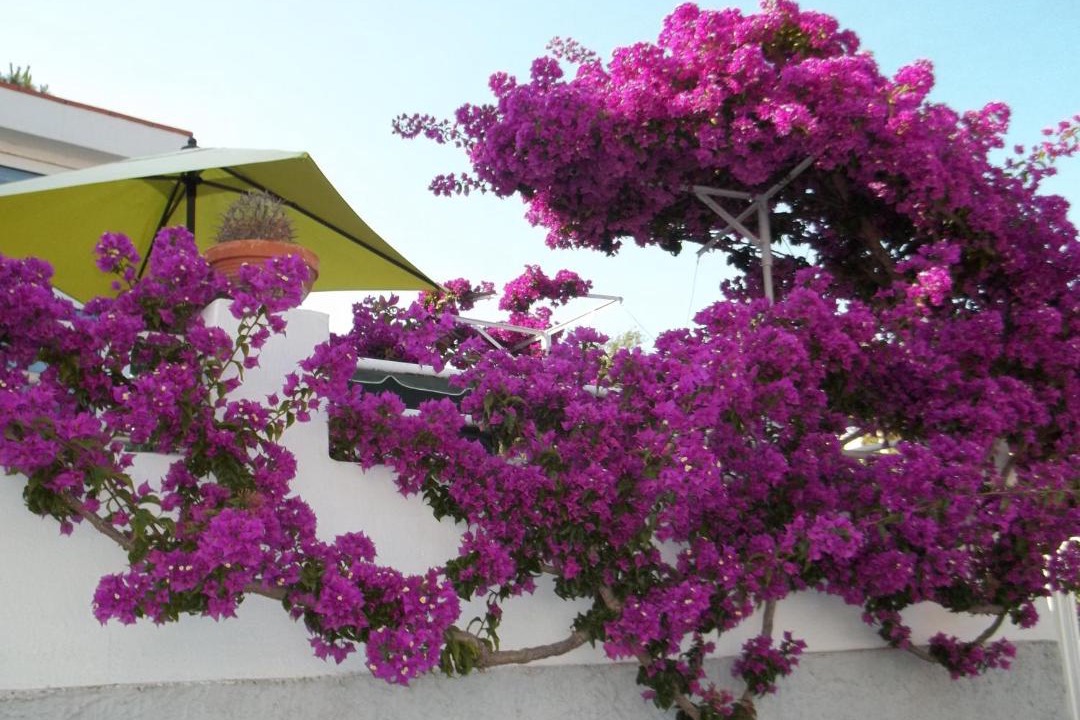 Photo of Others in Ischia Porto