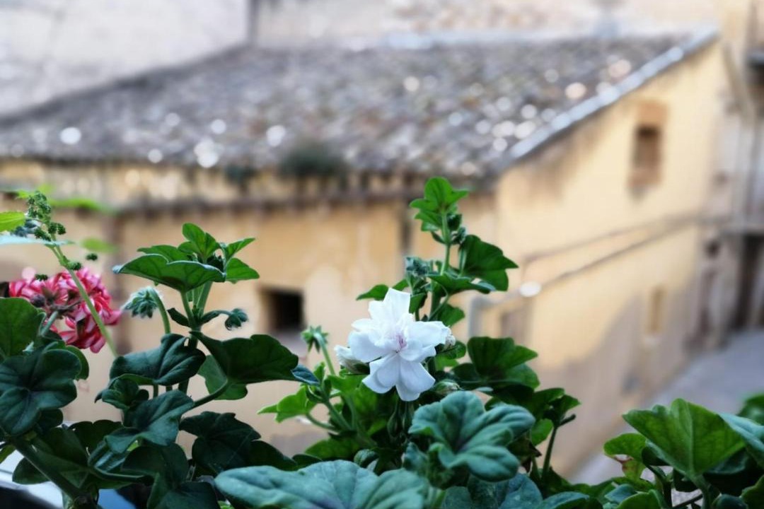 Photo of Others in Sambuca di Sicilia
