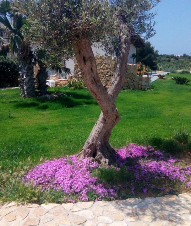 Photo of Others in Favignana