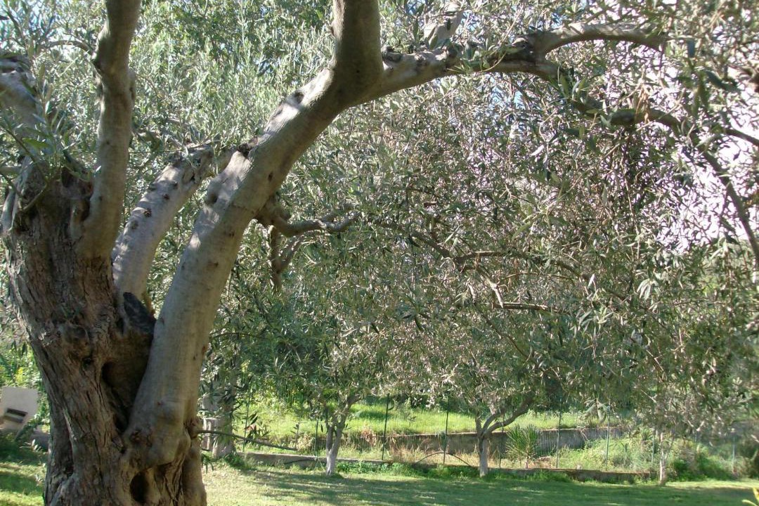 Photo of Outdoor in Furci Siculo